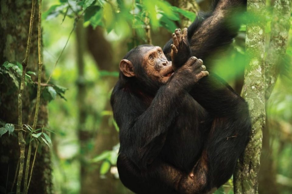 Chimpanzee Habituation in Uganda