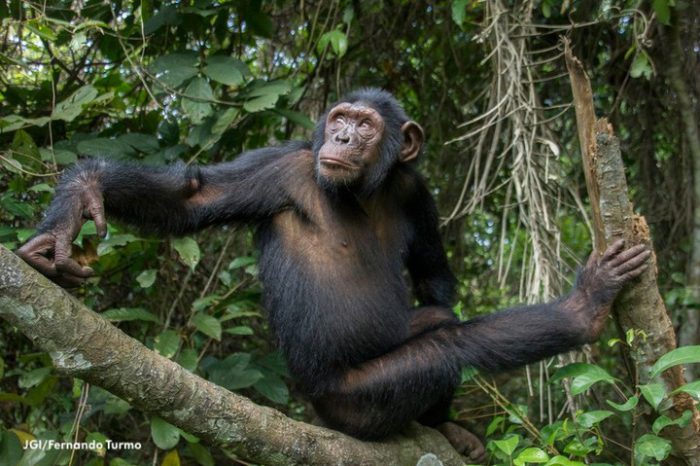7 Days Gorilla & Chimpanzee Tracking