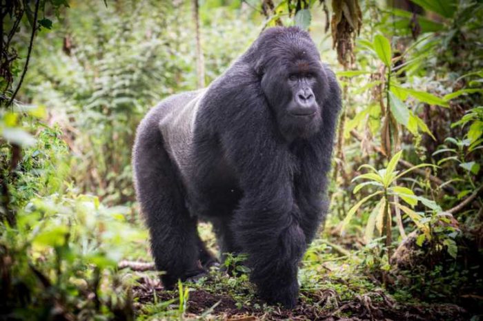 3 Days Gorilla Tracking in Rwanda