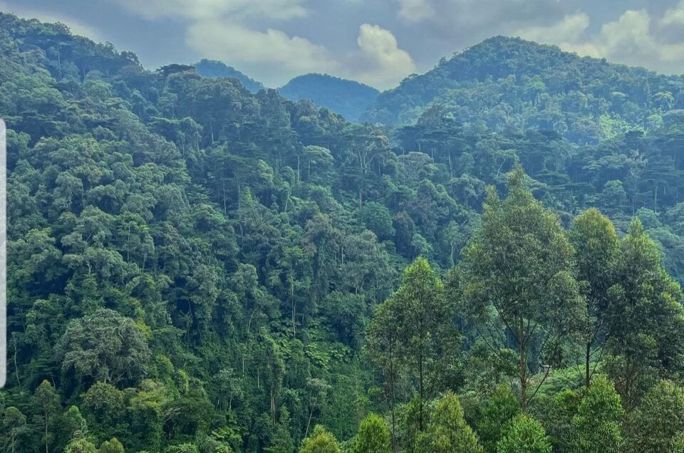 Bwindi Impenetrable Forest