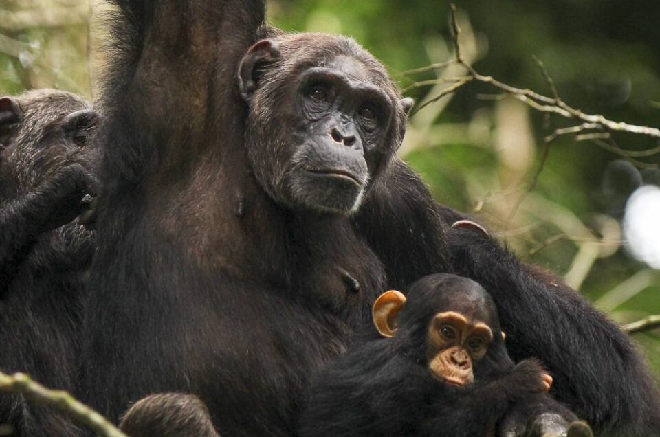 Chimp Trekking In Uganda?