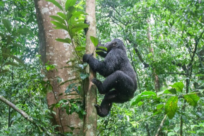 3 Days Luxury Bwindi Double Gorilla Trek Through Kigali