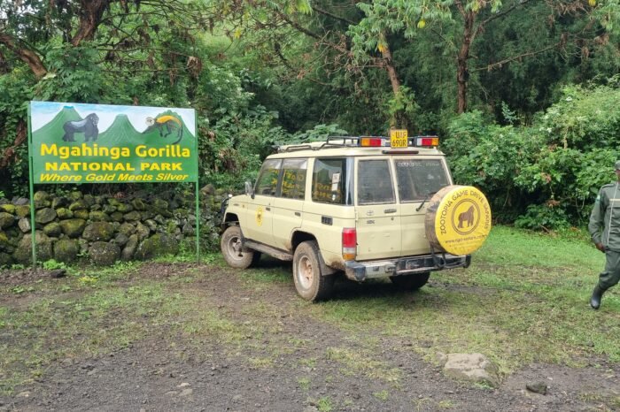 3 Days Mgahinga Gorilla Trekking Tour | Where Golden Meets Silver