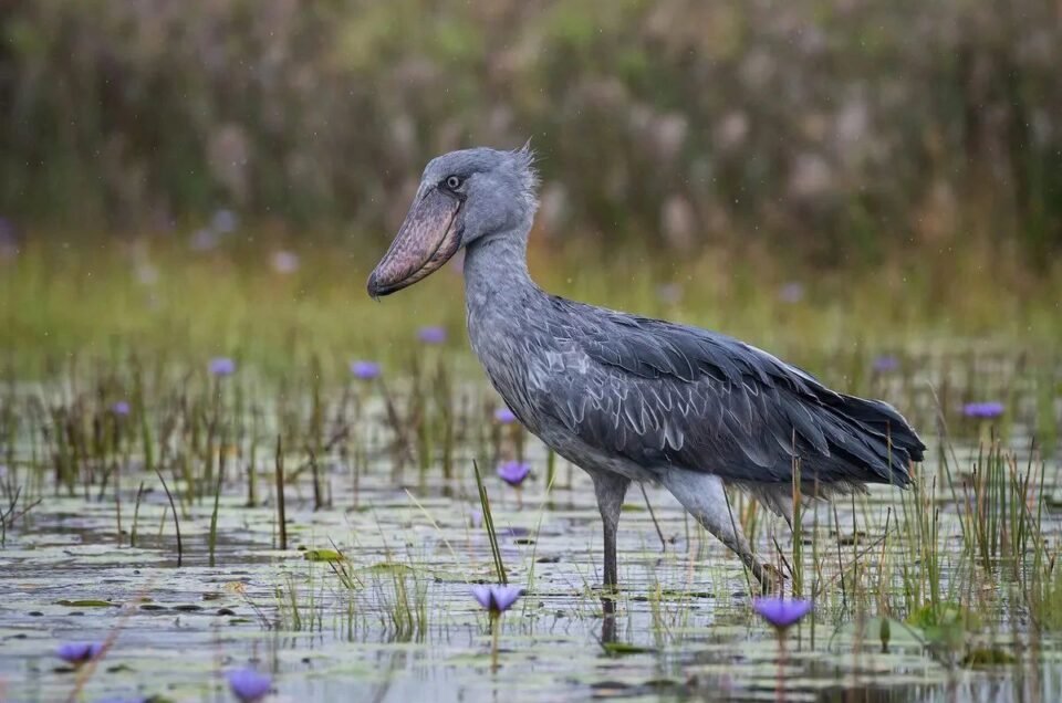 Birdwatching in Uganda