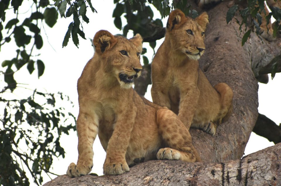 Highlights from the safari high season in Uganda